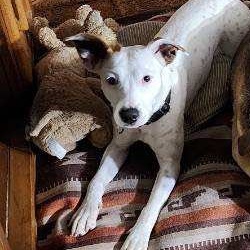 Enlarge Linda, a Adoptable mixed breed in Rochester, NY image 1/6