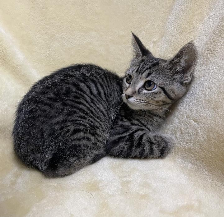Enlarge Sarabi, a ADOPTABLE Domestic Short Hair in Jackson, MI image 2/3