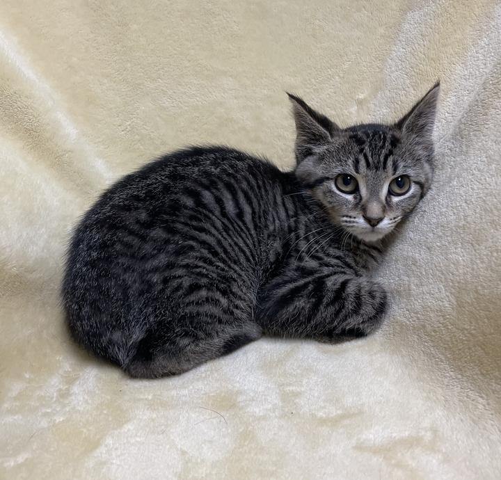 Sarabi, ADOPTABLE, Kitten Female Domestic Short Hair.
