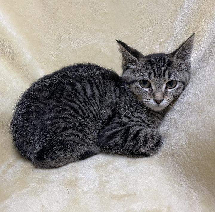 Enlarge Sarabi, a ADOPTABLE Domestic Short Hair in Jackson, MI image 3/3
