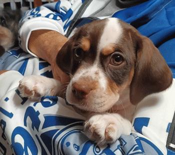Coco, ADOPTABLE, Puppy Female Beagle.