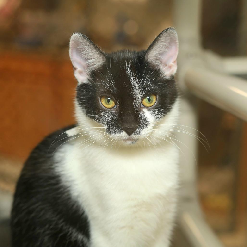 Pomni, Adoptable, Kitten Female Domestic Short Hair.