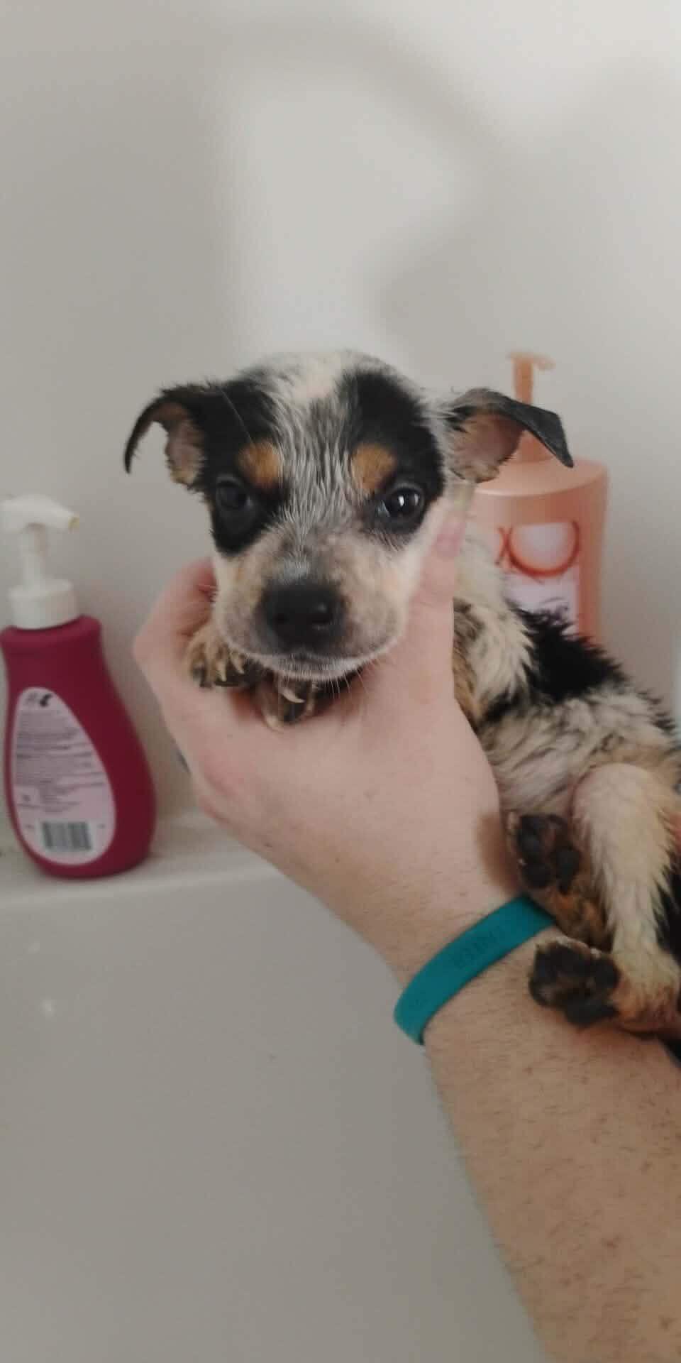 Blossom, Adopted, Puppy Female Australian Cattle Dog / Blue Heeler.