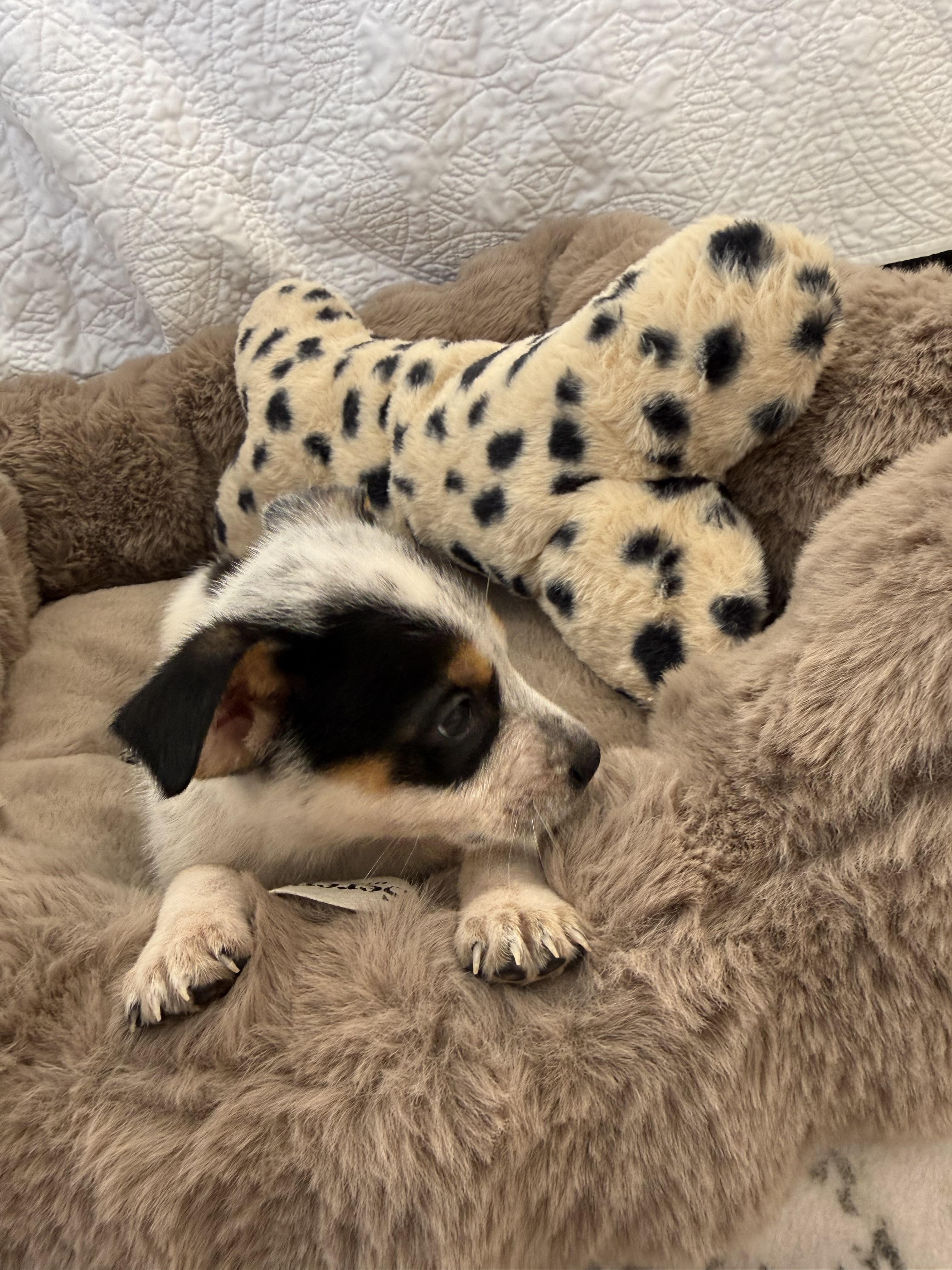 Enlarge Blossom, a Adopted Australian Cattle Dog / Blue Heeler in Bradenton, FL image 2/5