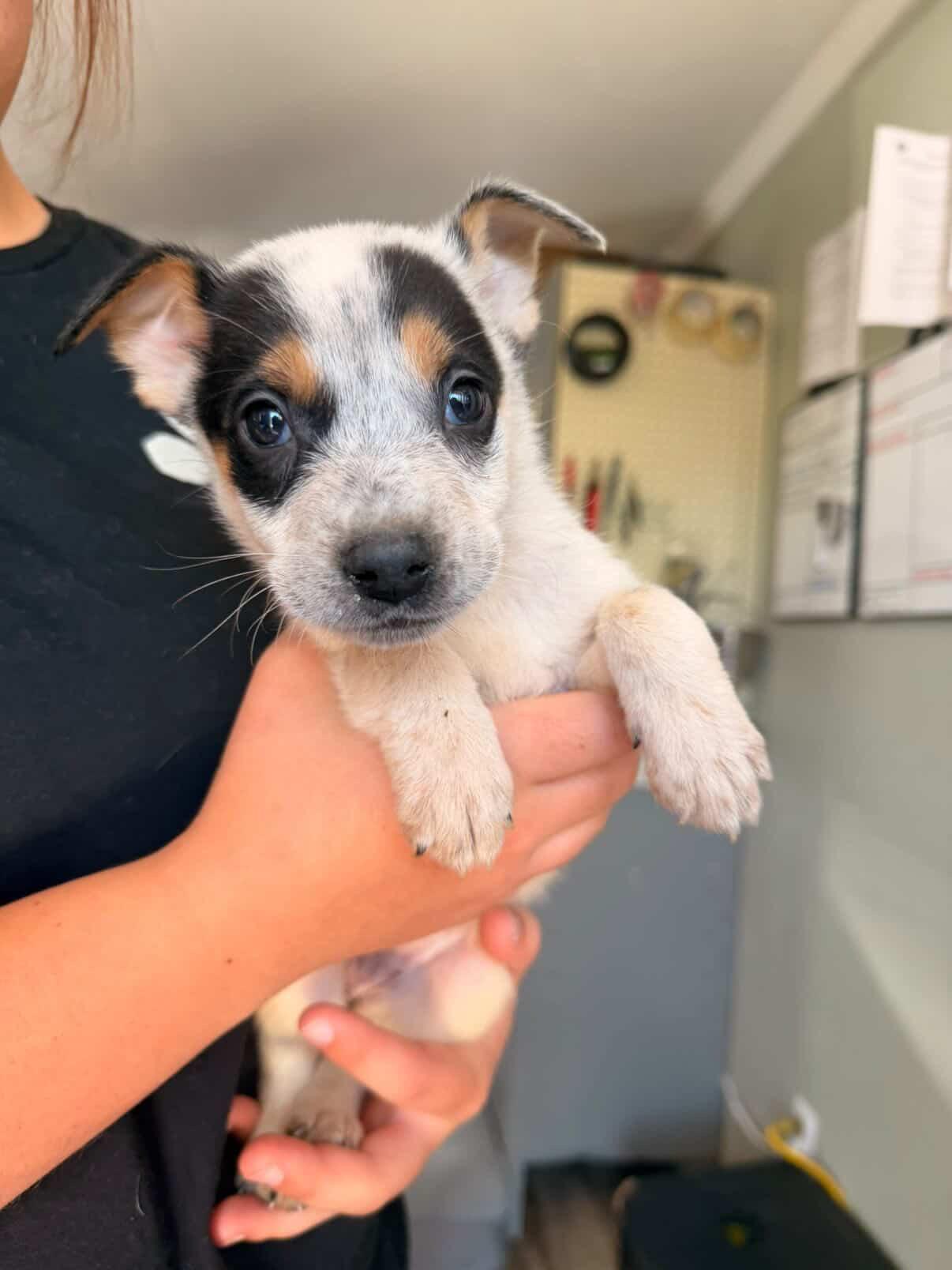 Enlarge Blossom, a Adopted Australian Cattle Dog / Blue Heeler in Bradenton, FL image 3/5