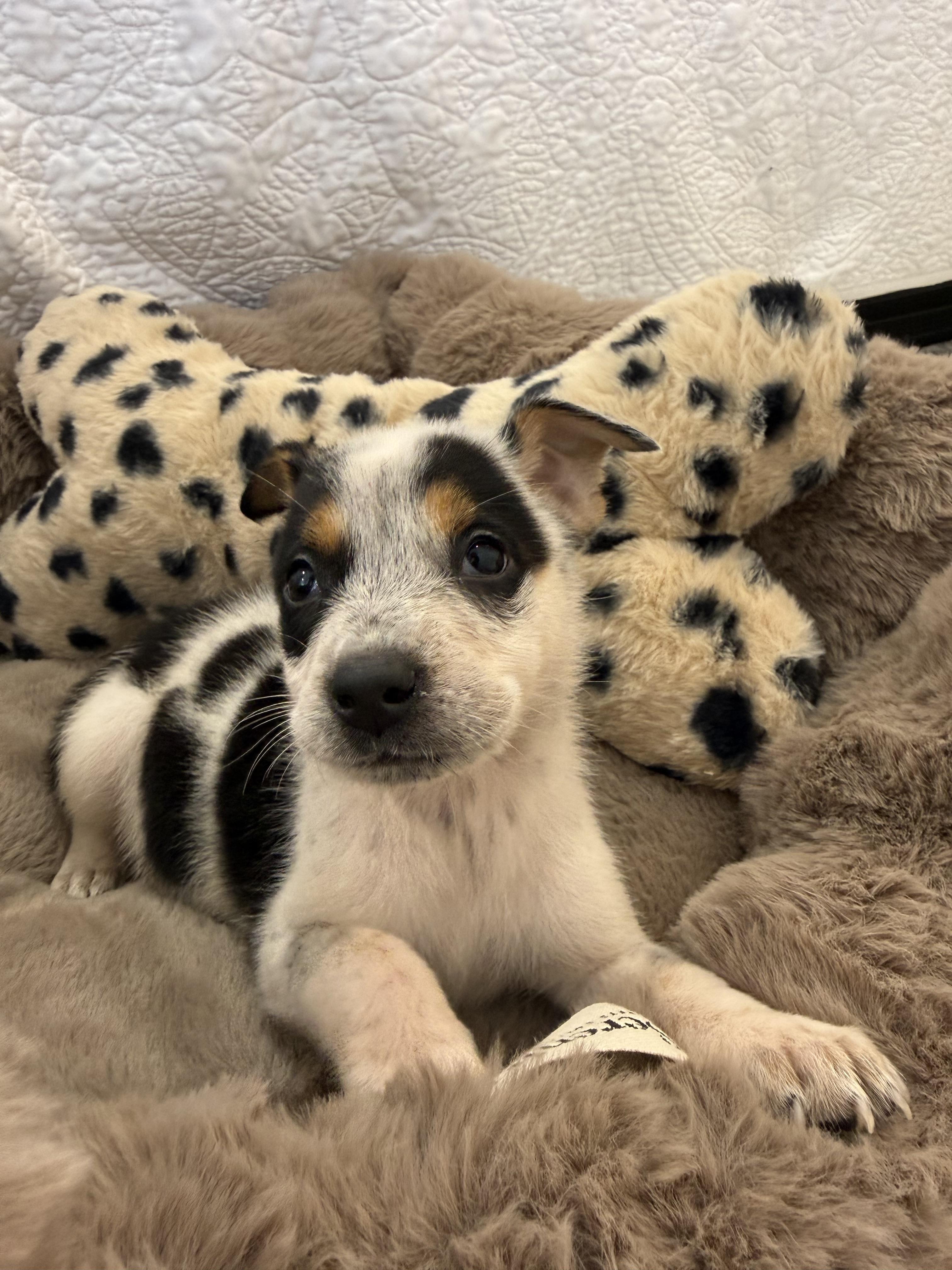 Enlarge Blossom, a Adopted Australian Cattle Dog / Blue Heeler in Bradenton, FL image 4/5