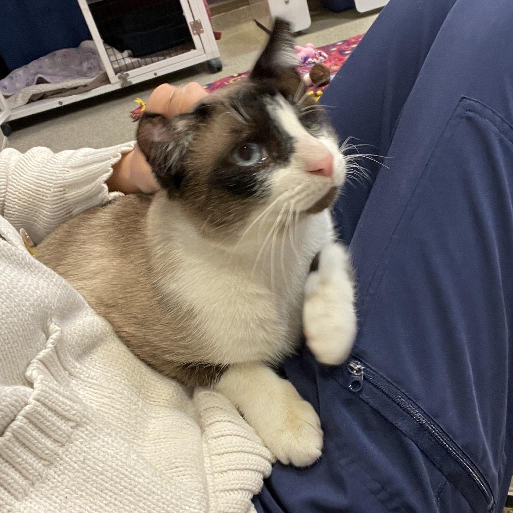 Enlarge Cloudy, a Adoptable mixed breed in Chicago, IL image 1/3