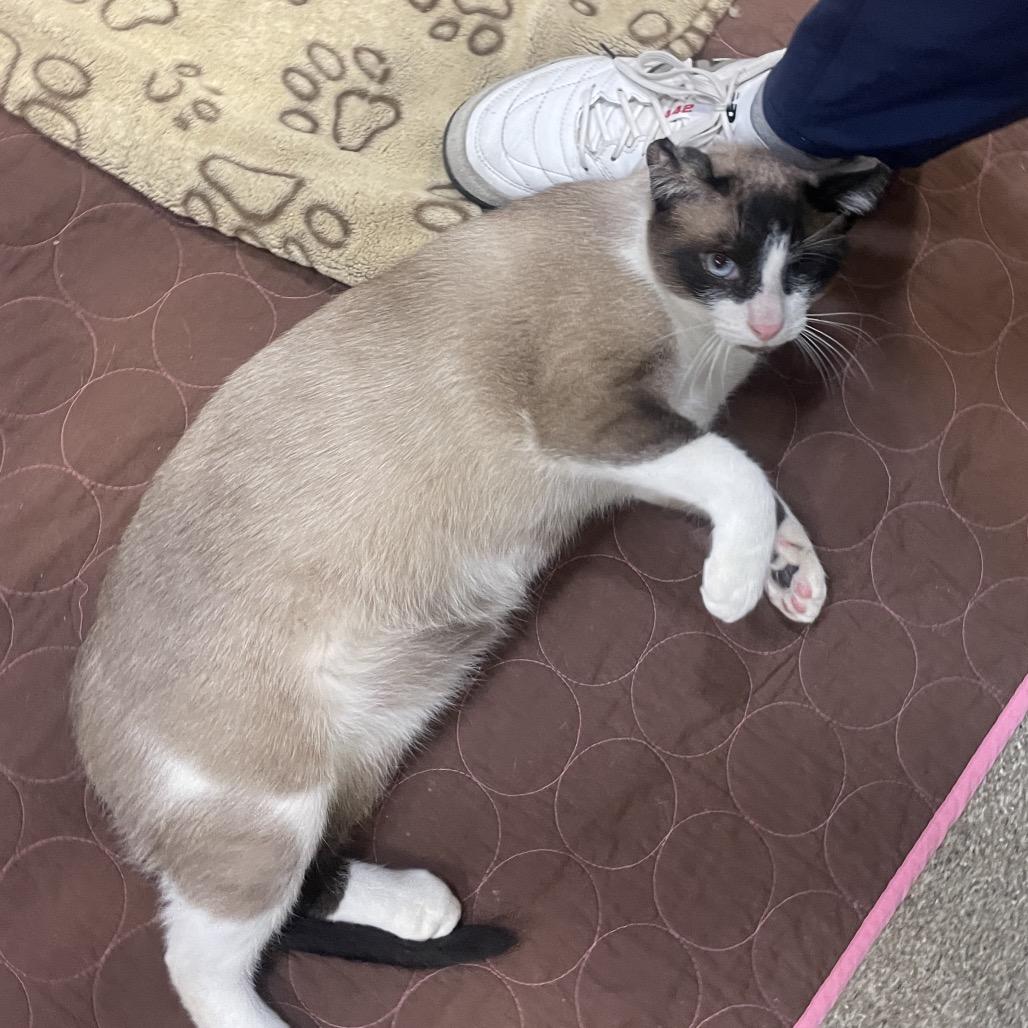 Enlarge Cloudy, a Adoptable mixed breed in Chicago, IL image 2/3