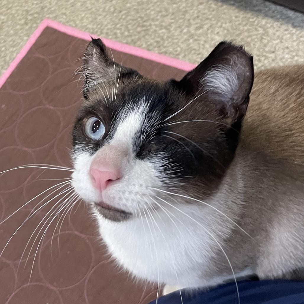 Enlarge Cloudy, a Adoptable mixed breed in Chicago, IL image 3/3