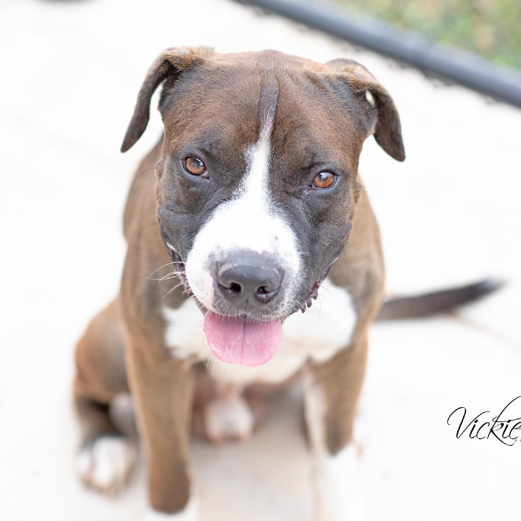 Enlarge Jed, a Adoptable mixed breed in Abilene, TX image 1/3