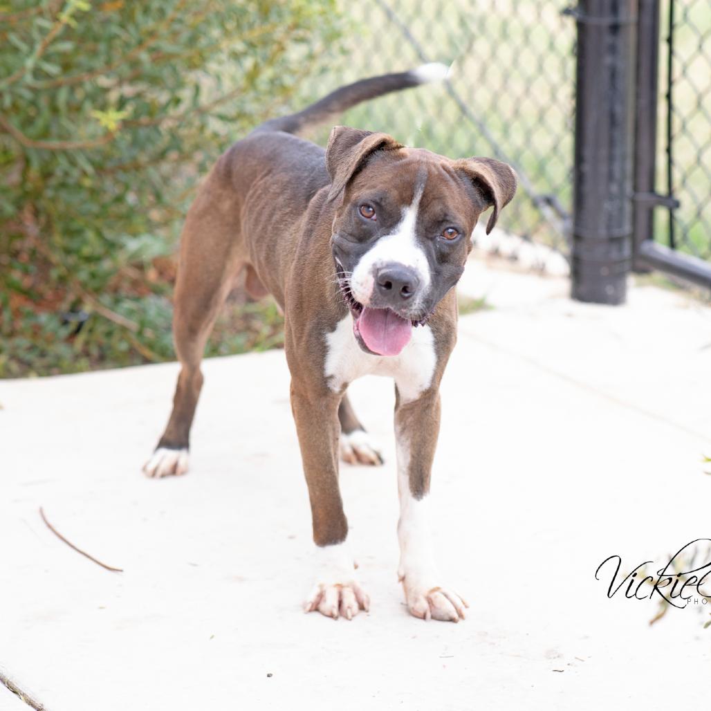 Enlarge Jed, a Adoptable mixed breed in Abilene, TX image 2/3