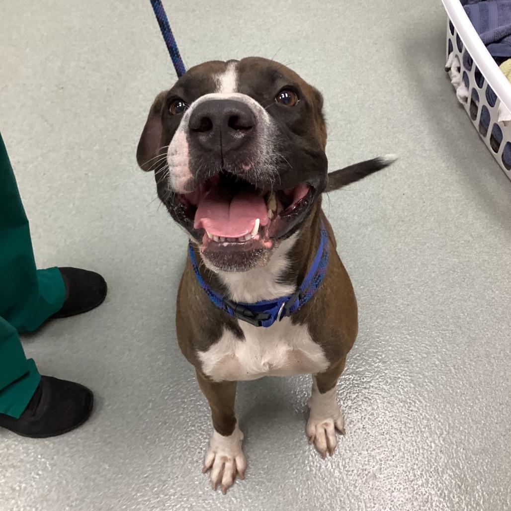 Enlarge Jed, a Adoptable mixed breed in Abilene, TX image 3/3