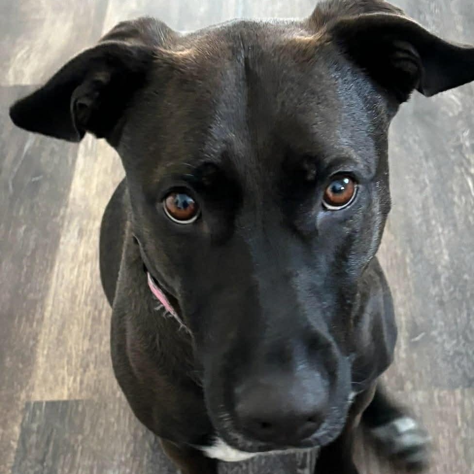 Bailey, ADOPTABLE, Adult Female Black Labrador Retriever & Pit Bull Terrier.