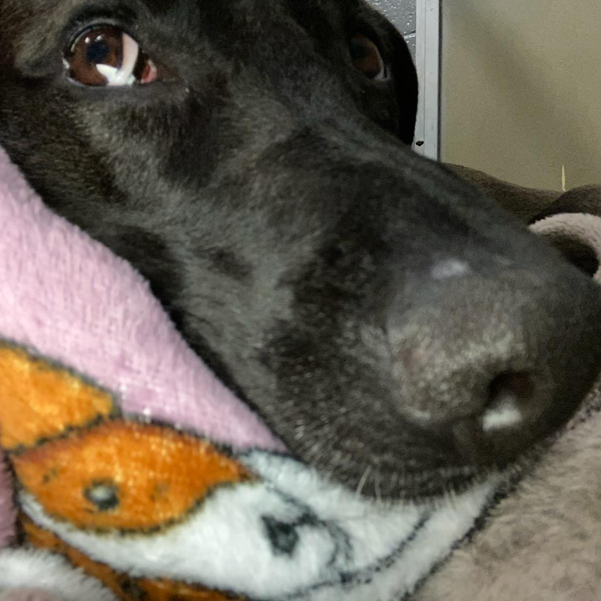 Enlarge Bailey, a ADOPTABLE mixed breed in Middlebury, CT image 3/3