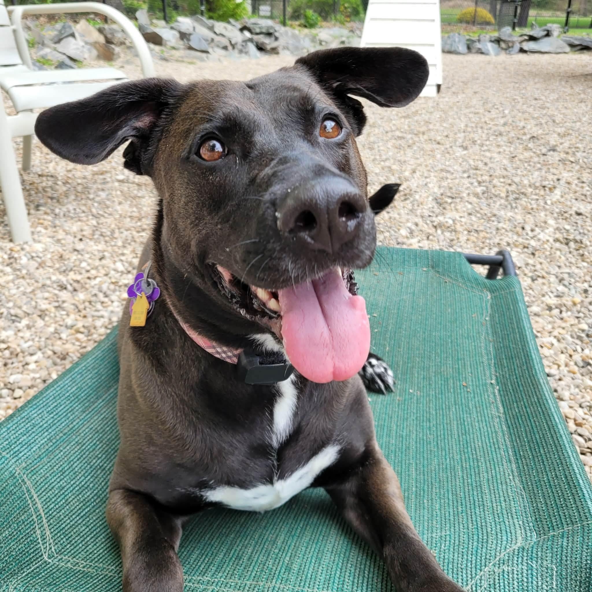 Bailey, ADOPTABLE, Adult Female Black Labrador Retriever & Pit Bull Terrier.