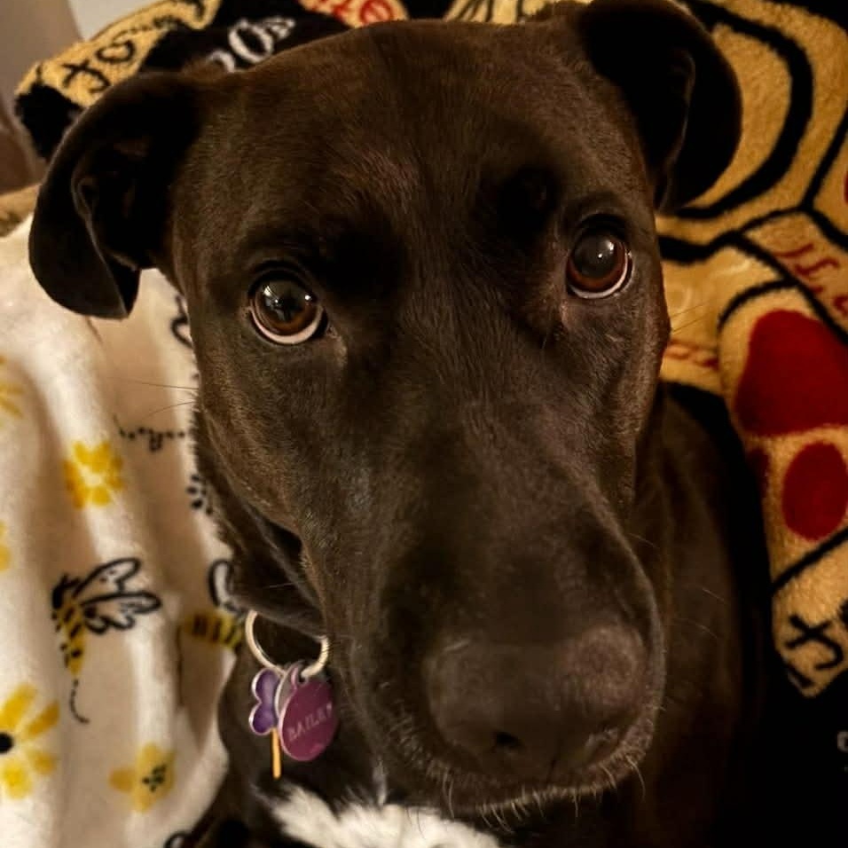 Enlarge Bailey, a ADOPTABLE mixed breed in Middlebury, CT image 2/3