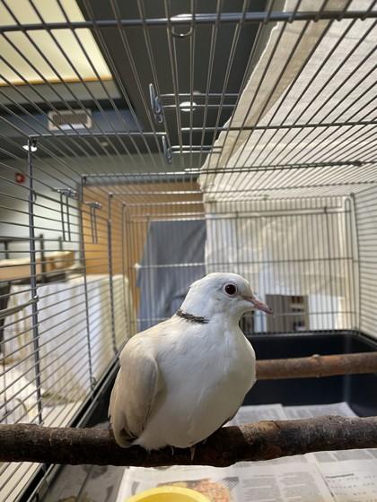 Jerry, Adoptable, Adult Unknown Dove & Dove.
