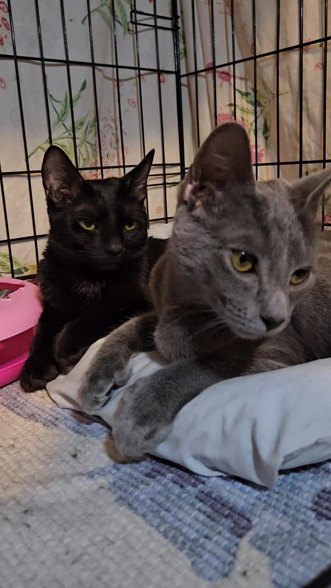 Wendy And Remy ~ thumbnail 5