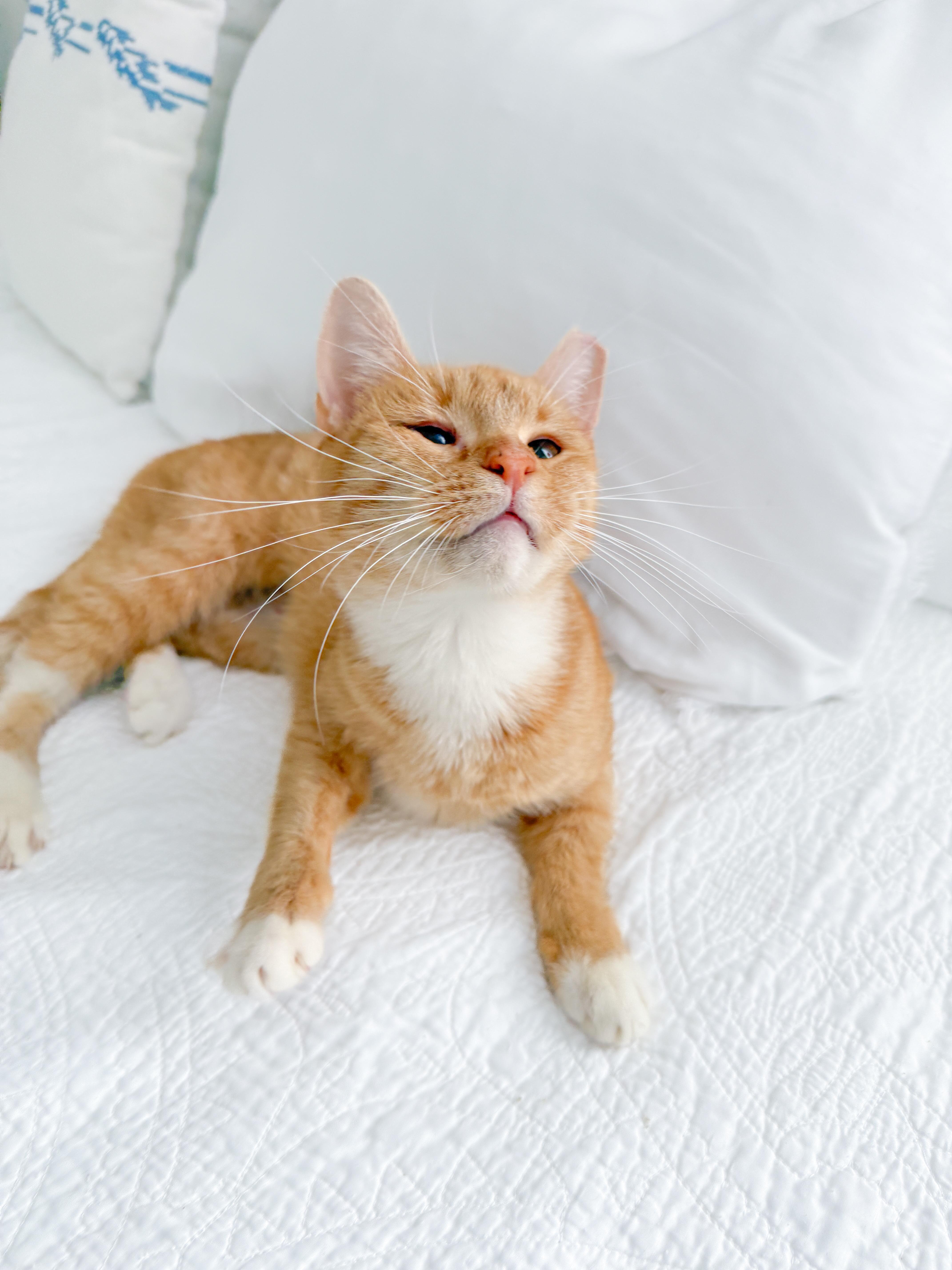 Cat for adoption - Peaches, a Tabby in New Orleans, LA | Petfinder