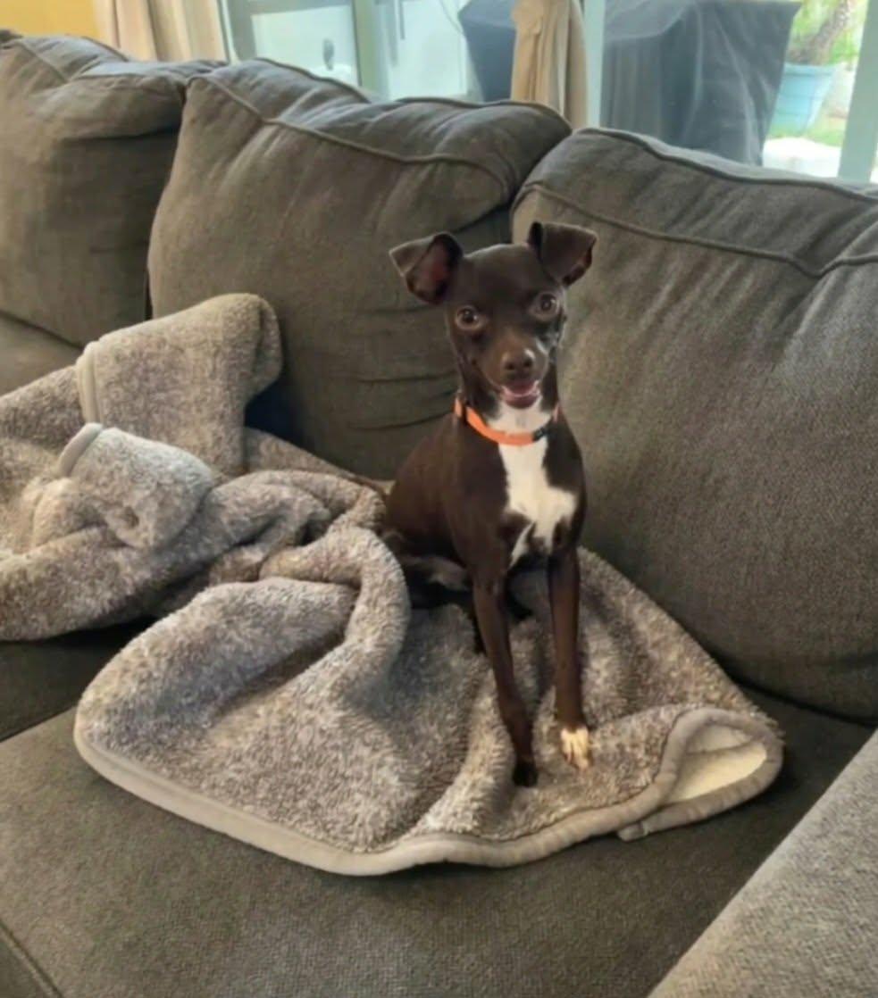 Bella, Adoptable, Adult Female Miniature Pinscher & Chihuahua.