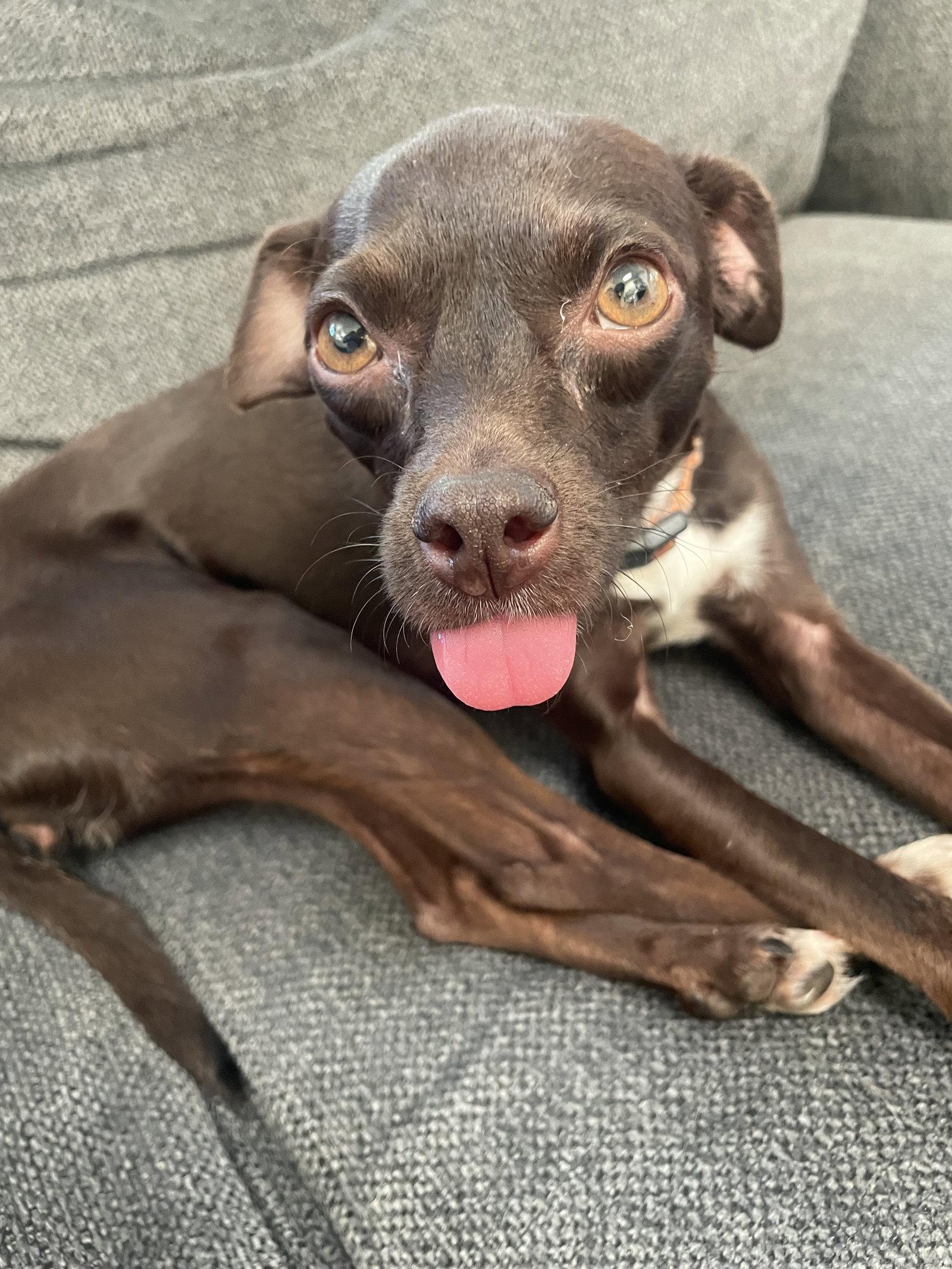 Enlarge Bella, a Adoptable mixed breed in Escondido, CA image 2/3