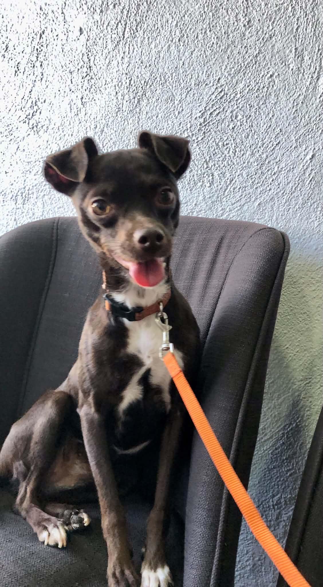 Enlarge Bella, a Adoptable mixed breed in Escondido, CA image 3/3