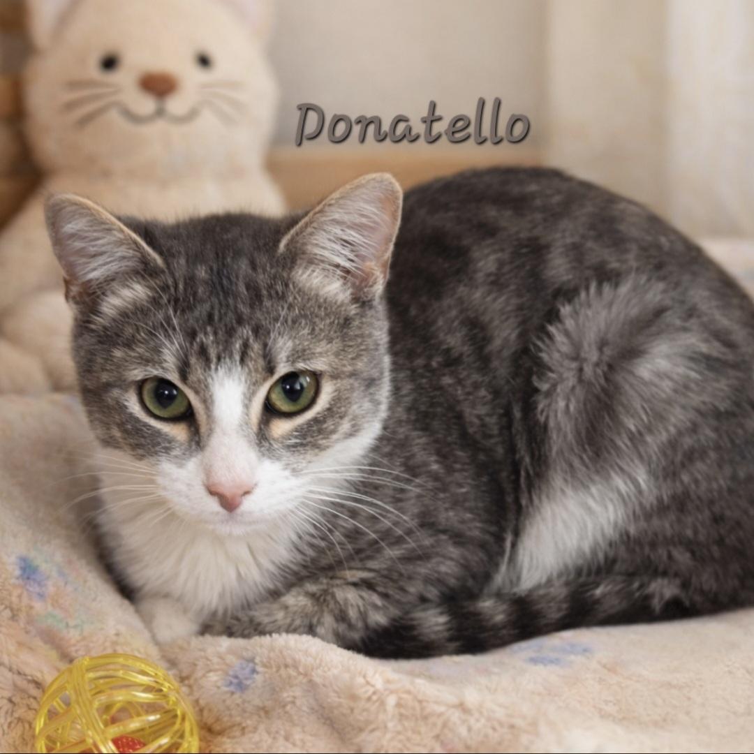 Donatello , adopted, Kitten Male Domestic Short Hair.