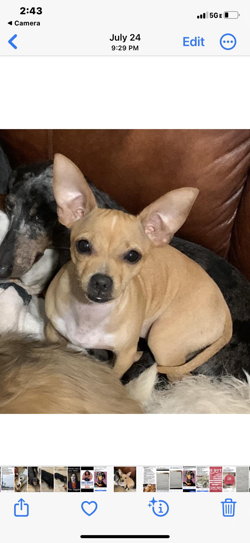 Enlarge Trixie, a Adoptable Chihuahua in Royse City, TX image 1/1