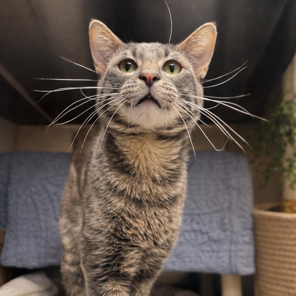 Kieran, Adoptable, Adult Male Domestic Short Hair.