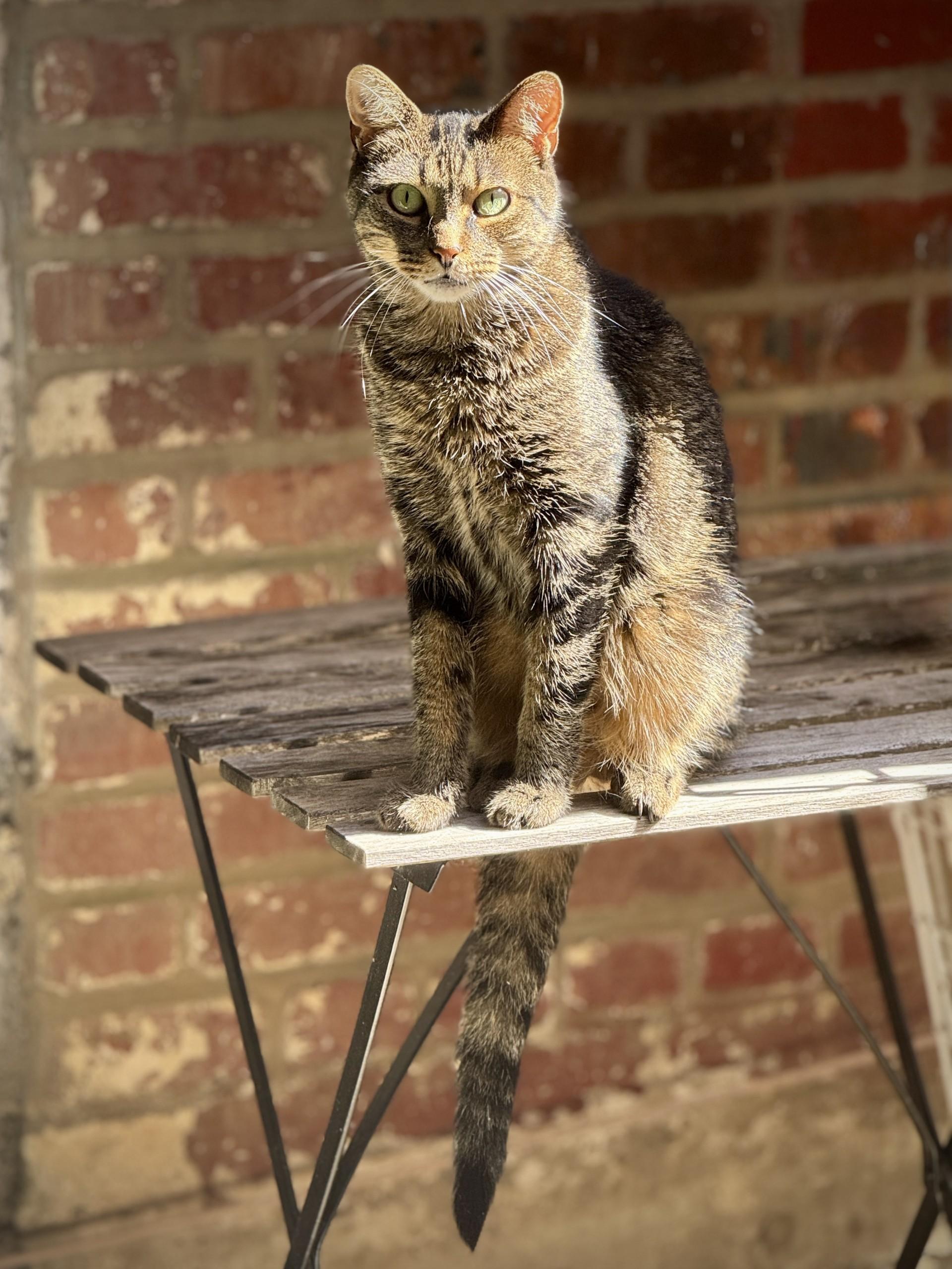 Enlarge Samir et Louna, a Adoptable Domestic Short Hair in Montreal-Nord, QC image 6/6