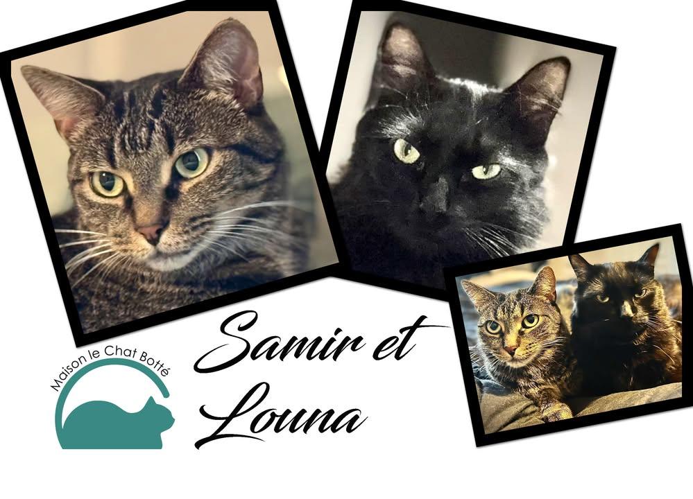Enlarge Samir et Louna, a Adoptable Domestic Short Hair in Montreal-Nord, QC image 1/6