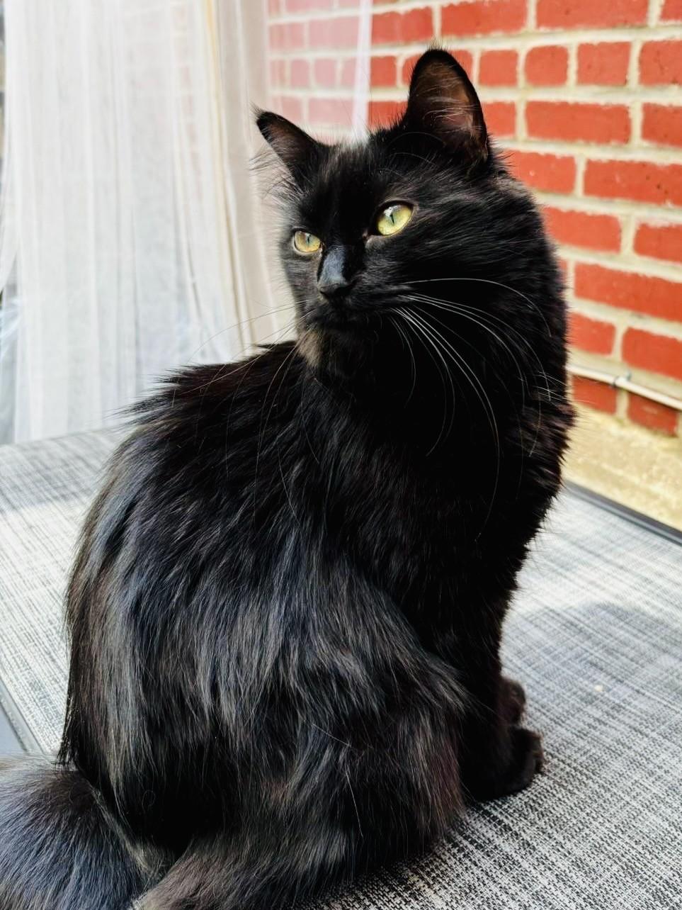 Enlarge Samir et Louna, a Adoptable Domestic Short Hair in Montreal-Nord, QC image 5/6