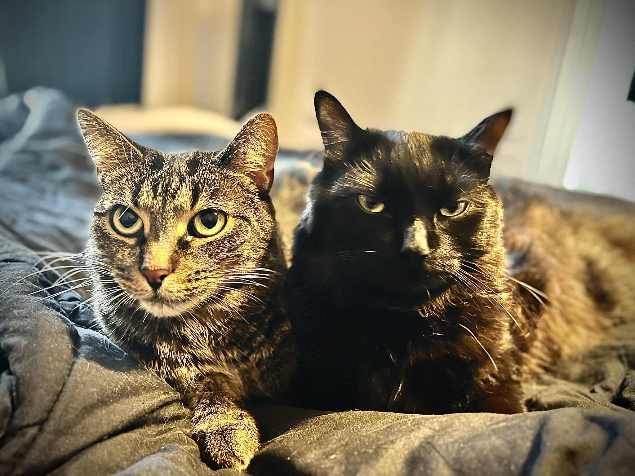 Samir et Louna (duo), a Adoptable Domestic Short Hair in Montreal-Nord, QC image 1/6