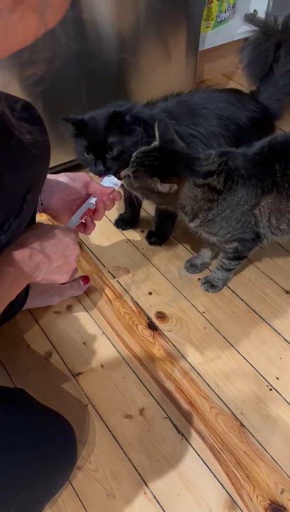 Enlarge Samir et Louna, a Adoptable Domestic Short Hair in Montreal-Nord, QC video 3/6