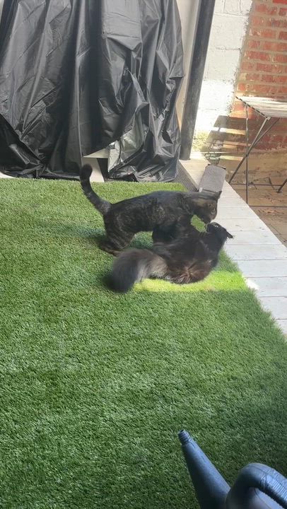 Enlarge Samir et Louna, a Adoptable Domestic Short Hair in Montreal-Nord, QC video 4/6