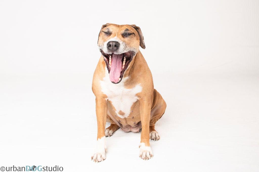 Peaches - F, Adoptable, Young Female Catahoula Leopard Dog.