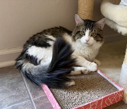Enlarge MOOSE, an adopted mixed breed in Churchville, PA image 1/6