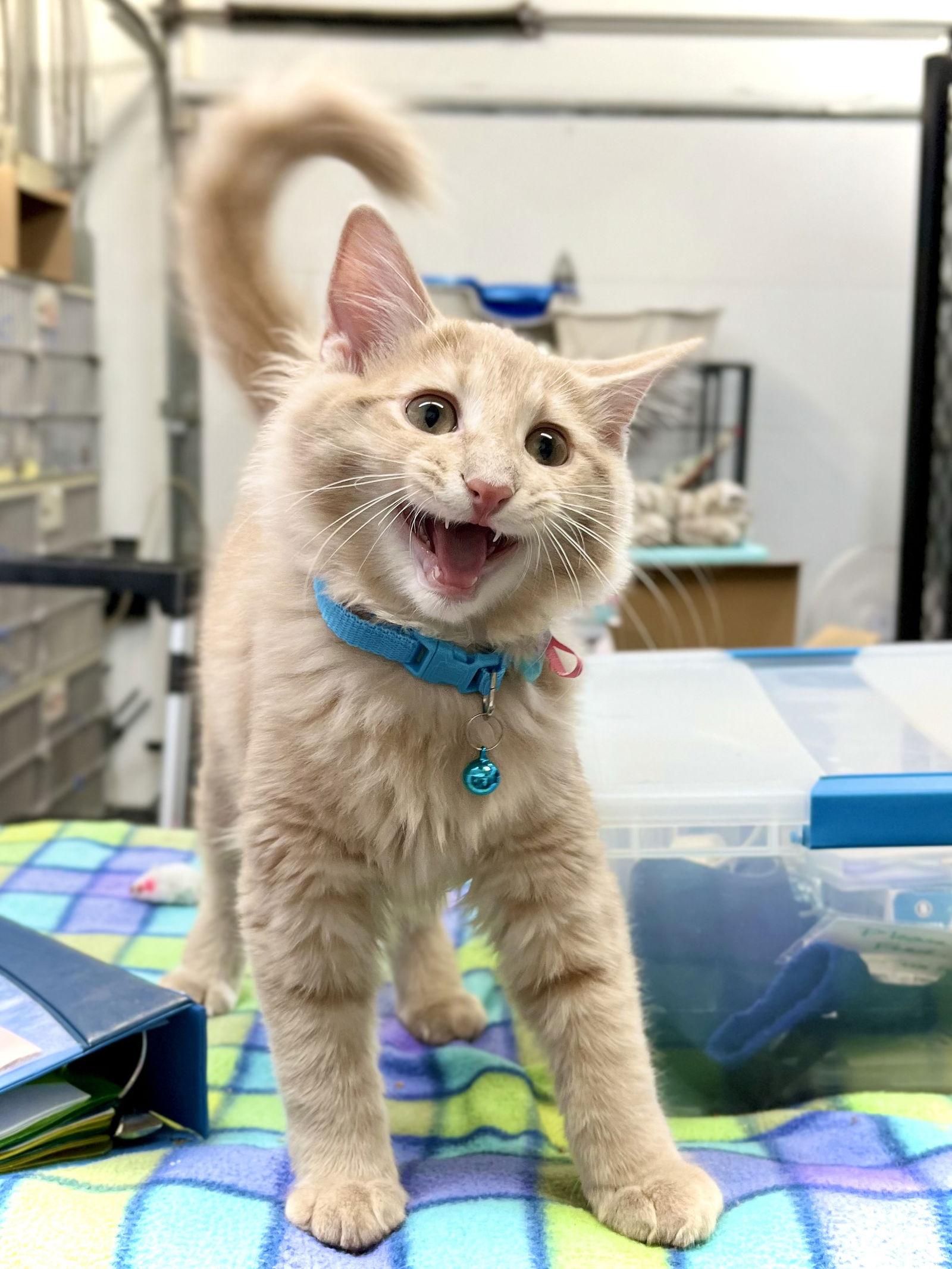 Cider — thumbnail 2