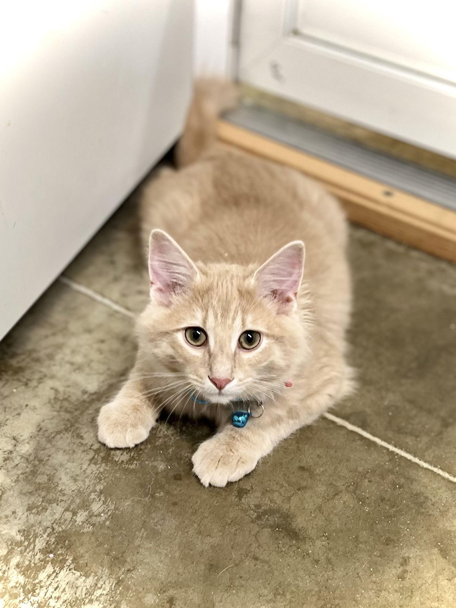 Cider — thumbnail 3