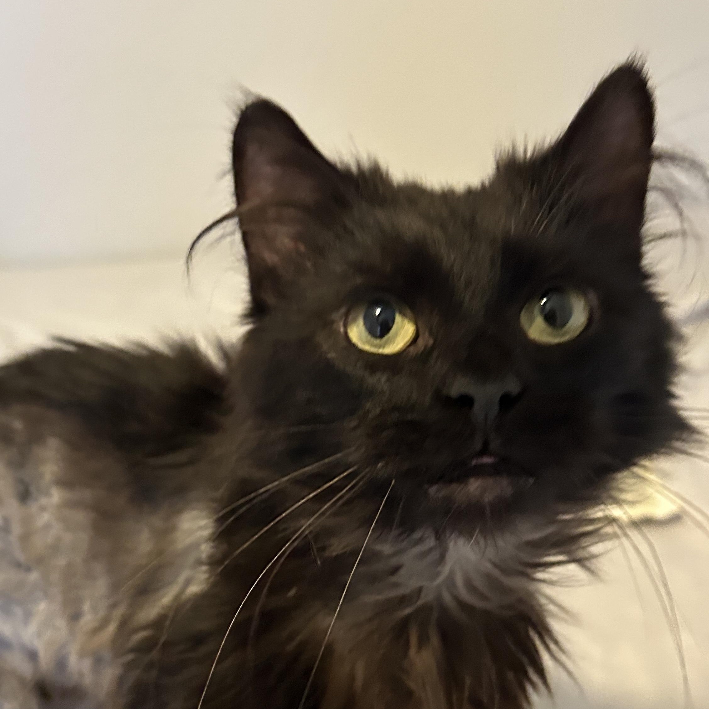 Enlarge Davidson, an adoptable mixed breed in Lancaster, PA image 4/5