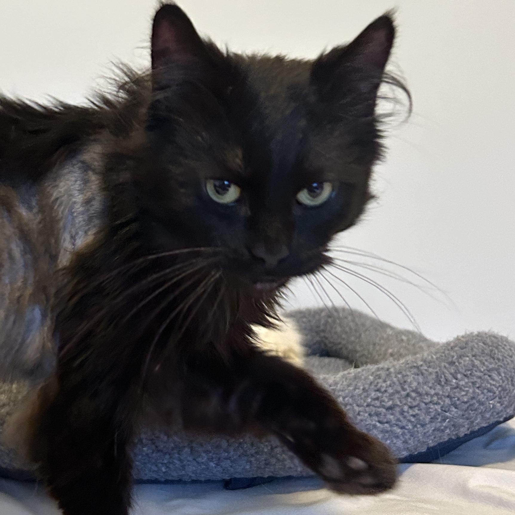 Enlarge Davidson, an adoptable mixed breed in Lancaster, PA image 5/5