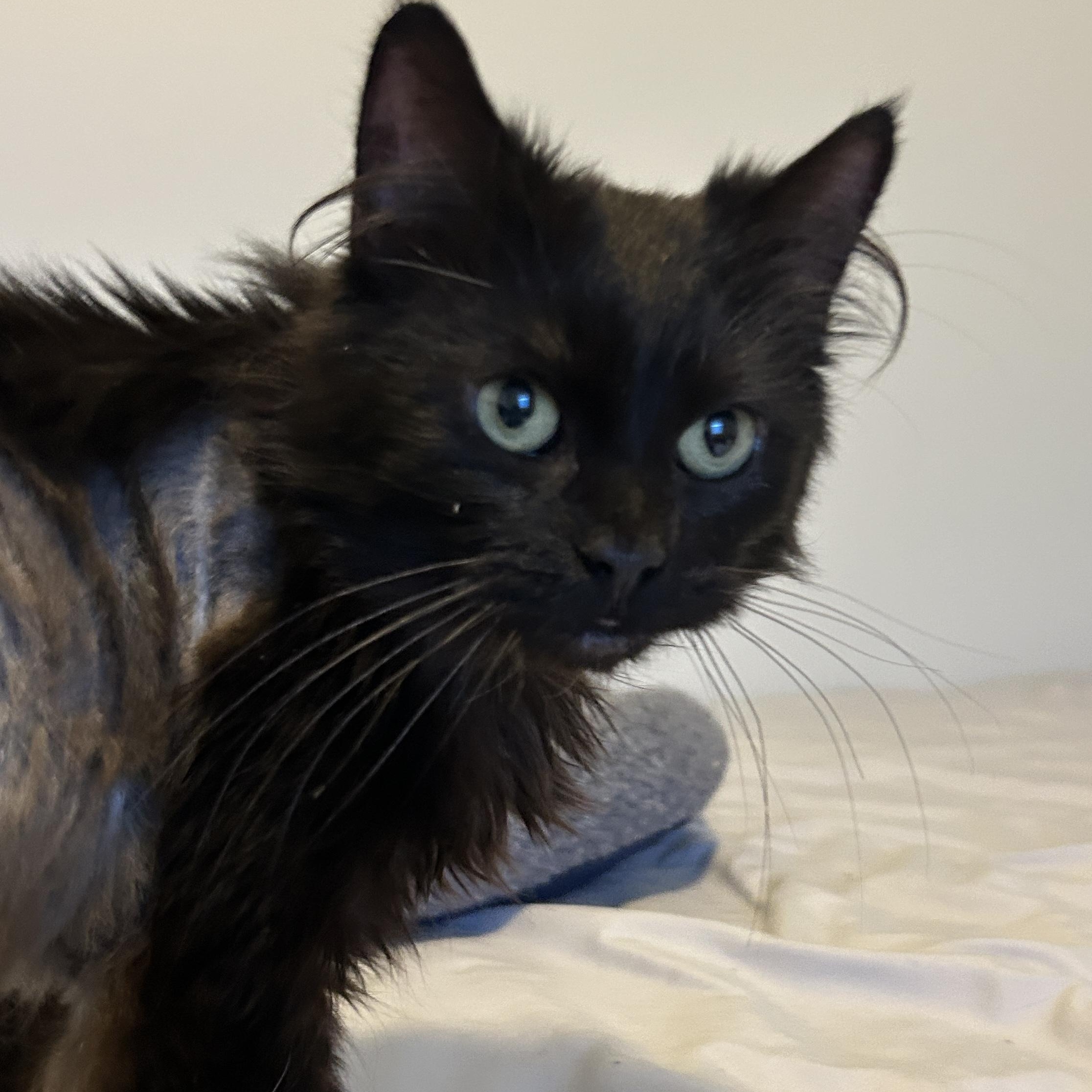 Enlarge Davidson, an adoptable mixed breed in Lancaster, PA image 3/5