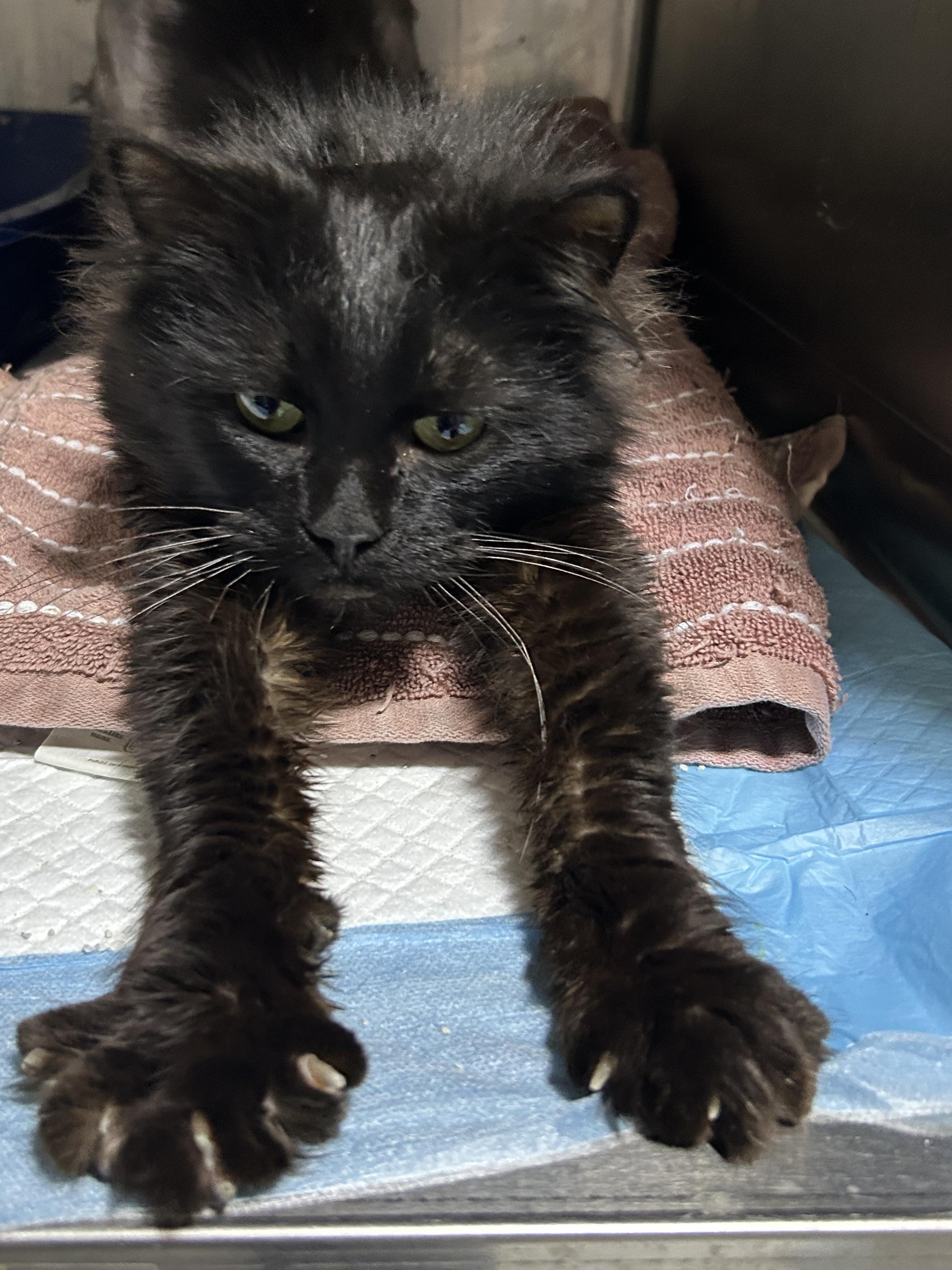Enlarge Davidson, an adoptable mixed breed in Lancaster, PA image 1/5