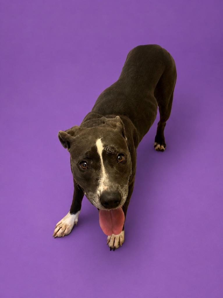 Enlarge Sami, a Adoptable mixed breed in Wauchula, FL image 1/1