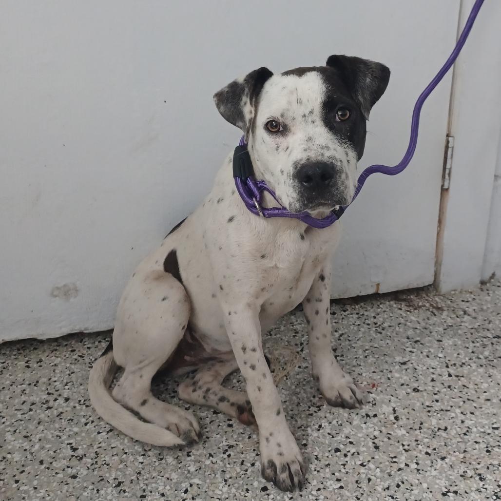 Marigold, Adoptable, Adult Female Cattle Dog & Pointer.