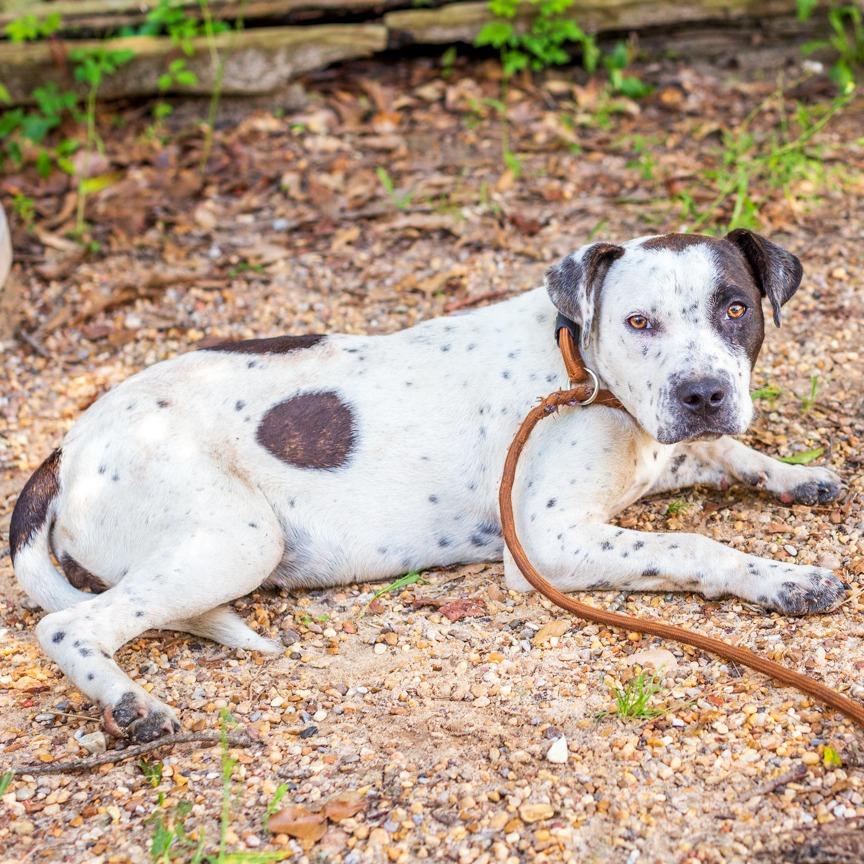 Marigold, a Adoptable mixed breed in Hattiesburg, MS image 2/3