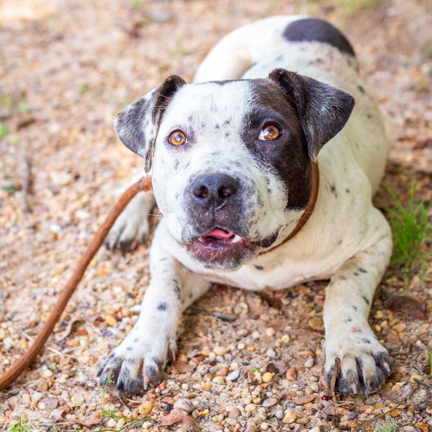 Marigold, a Adoptable mixed breed in Hattiesburg, MS image 3/3