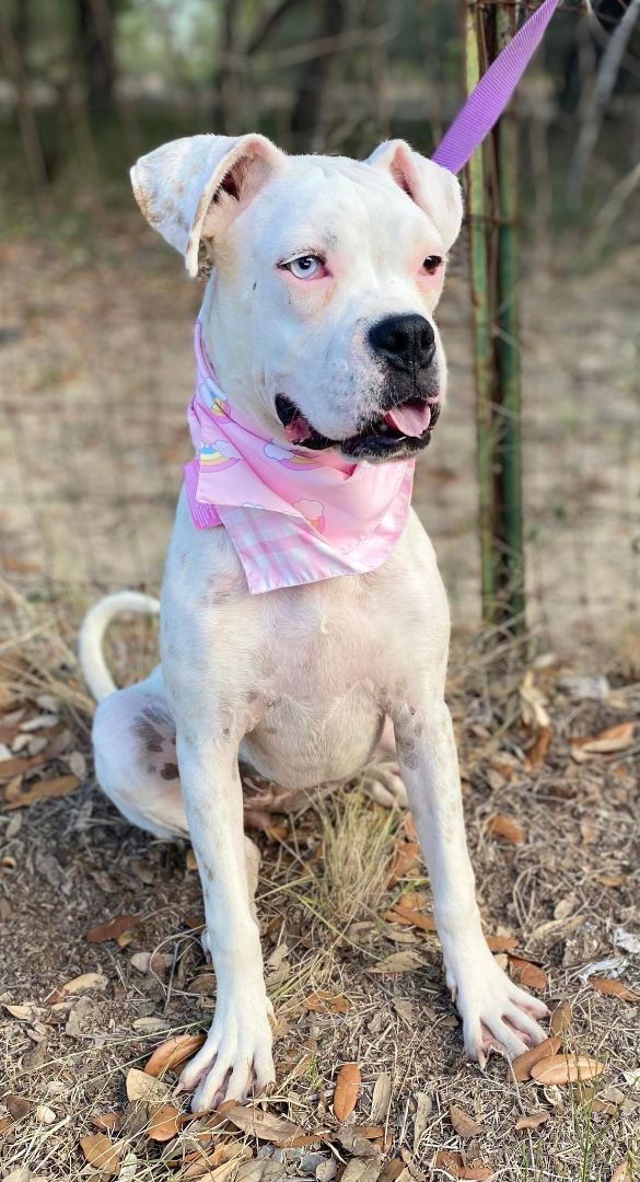 Coconut, a Adoptable Boxer in Leming, TX image 1/4