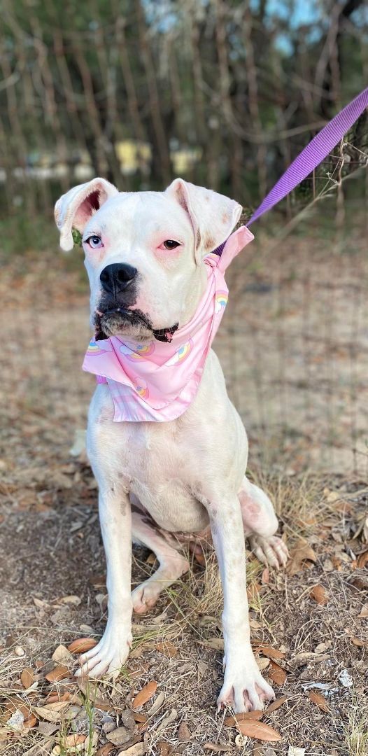 Coconut, a Adoptable Boxer in Leming, TX image 2/4