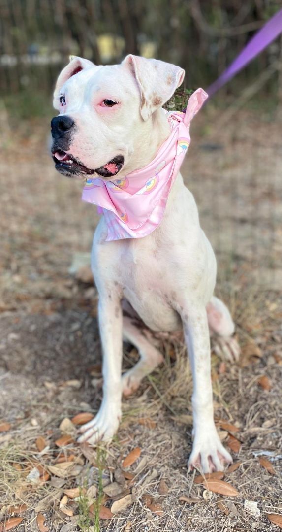 Coconut, a Adoptable Boxer in Leming, TX image 3/4